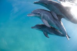 Mozambique, Ponta do Ouro, Three bottlenose dolphins in clear water