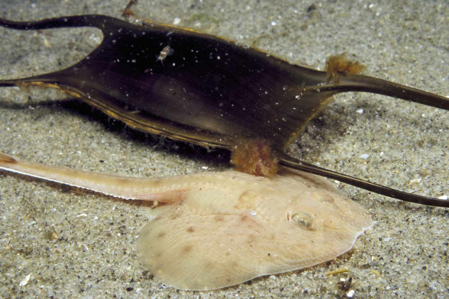 Little Skate and Egg Case