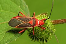 Cotton stainer bug