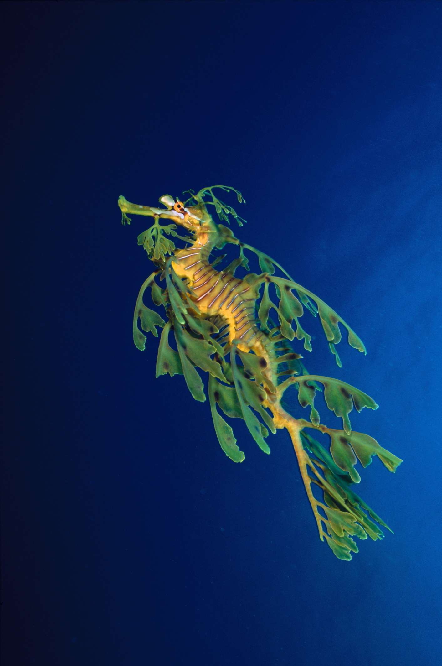 Seadragon / David Hall / age fotostock / Getty Images