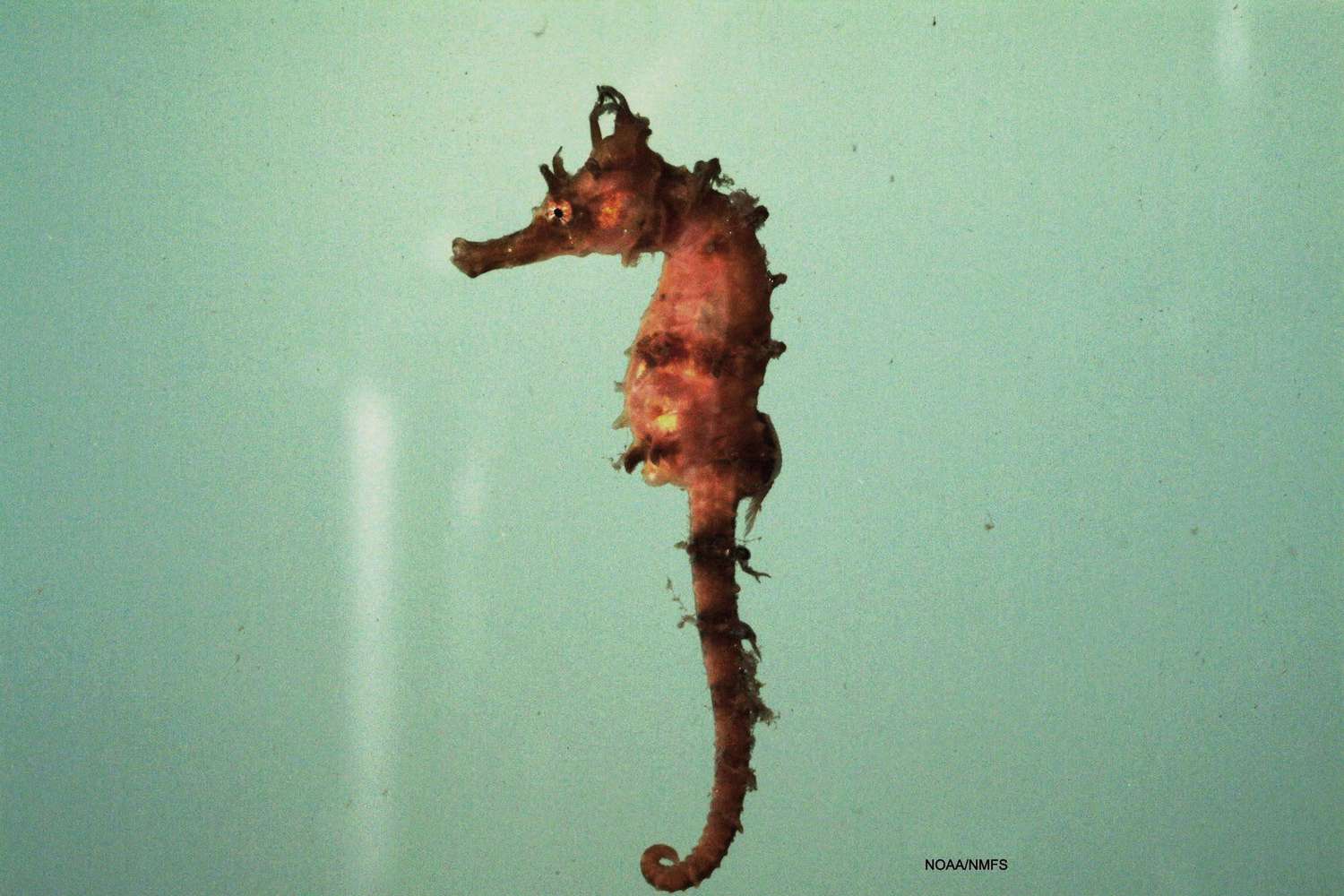 Lined Seahorse / SEFSC Pascagoula Laboratory; Collection of Brandi Noble, NOAA/NMFS/SEFSC