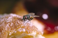 House fly feeding on bread