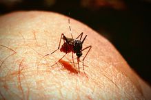 Close-Up Of Mosquito On Leg