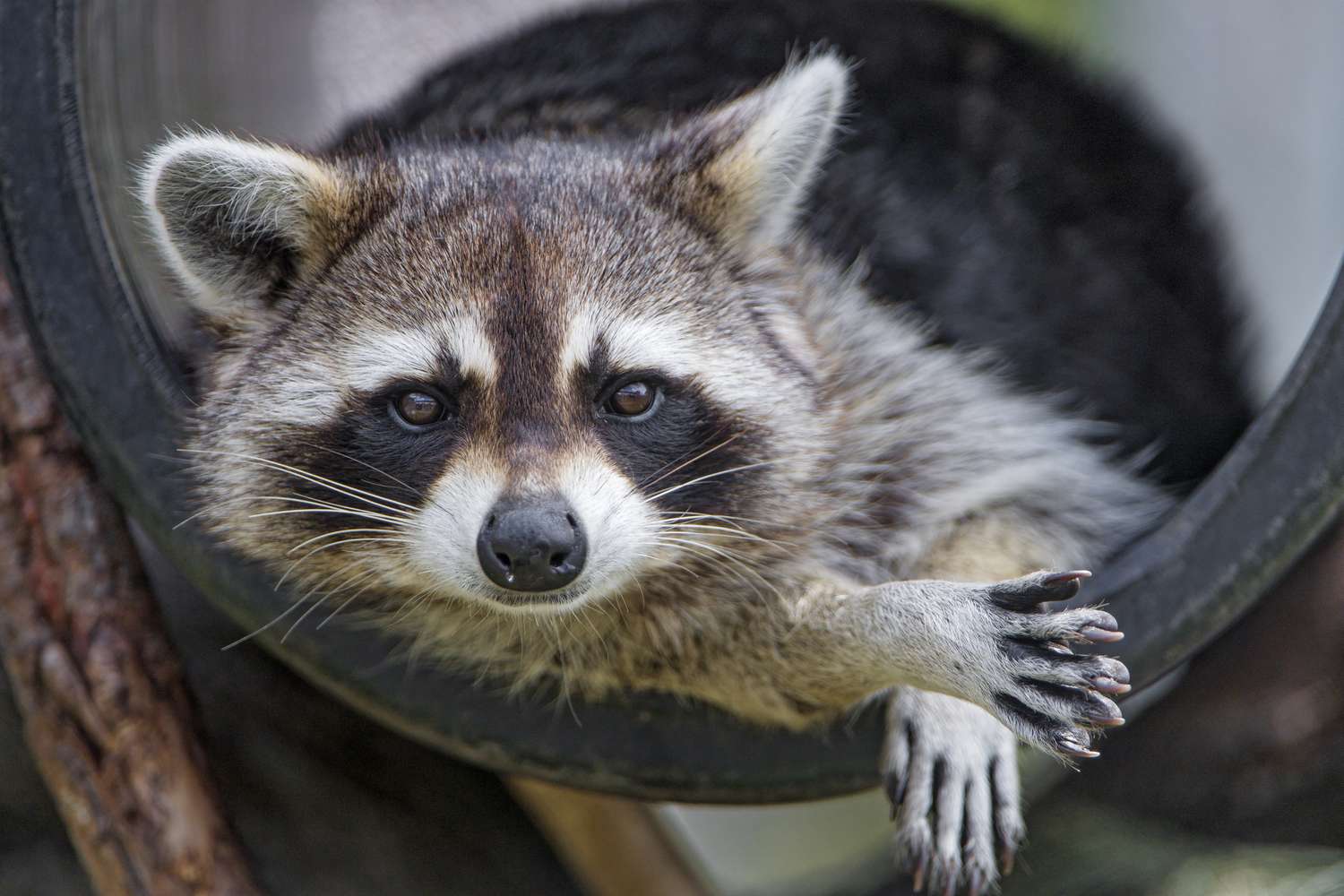 Raccoons can pick complicated locks.