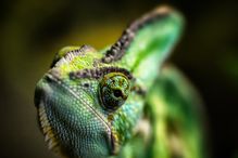 A picture of a chameleon, a type of craniate