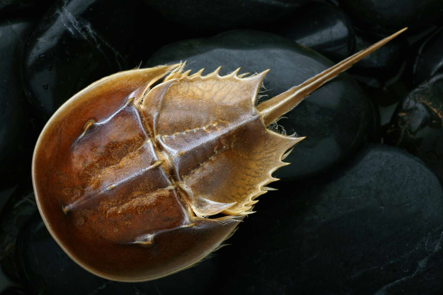 Horseshoe Crab on bed of rocks.