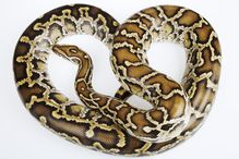 Burmese python