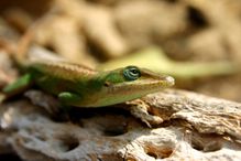 Anole - Polychrotidae