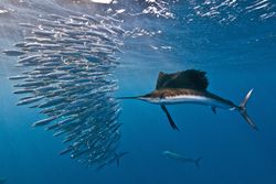 Two bony fish species: Atlantic sailfish attacking a sardine baitball, Isla Mujeres, Mexico