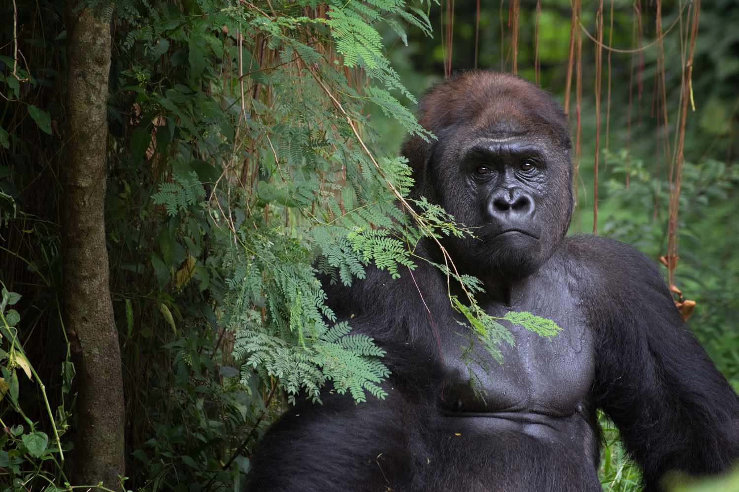 Gorillas can form complex sentences.