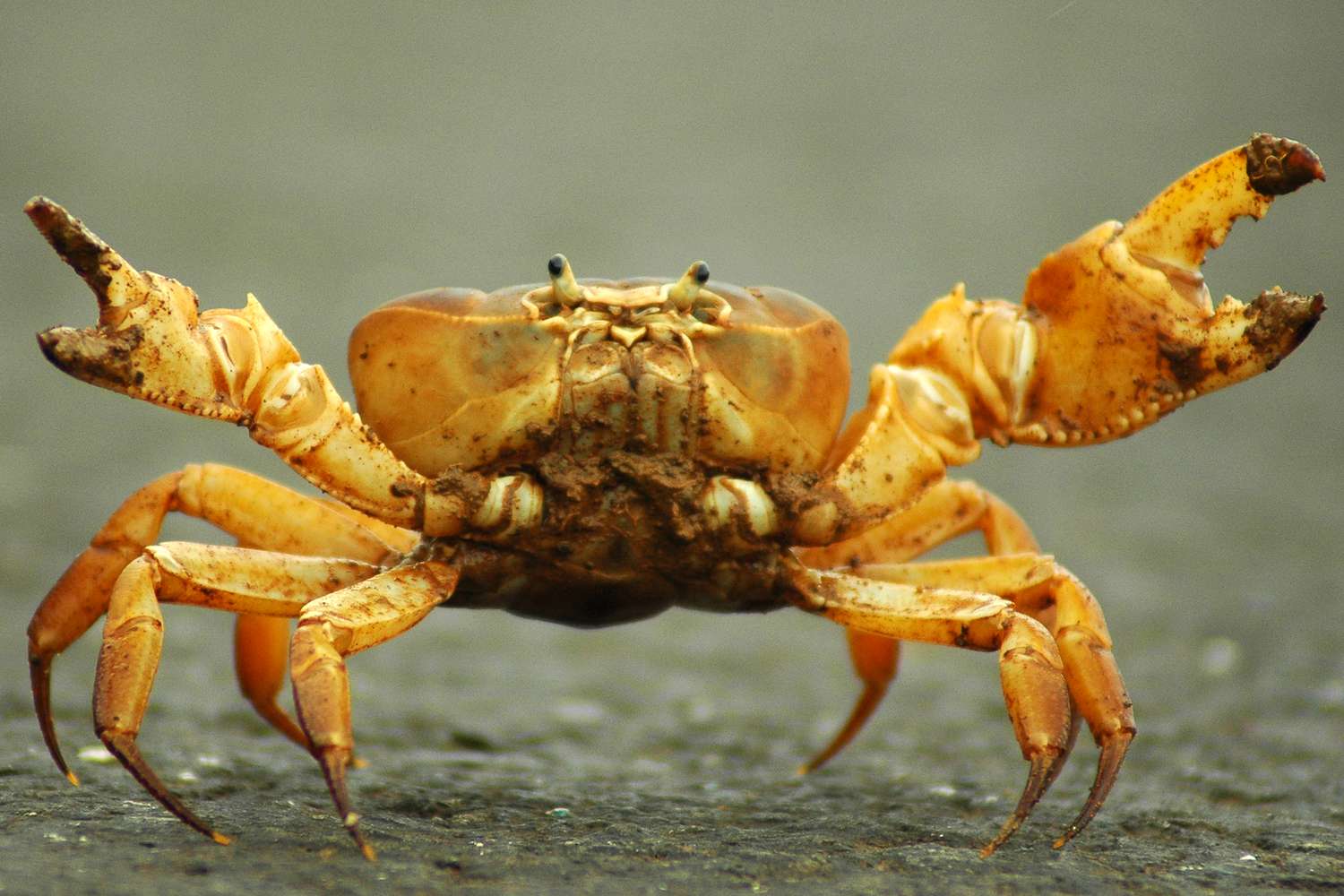 Crab with claws raised.