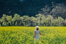 Woman walking through a rapeseed field, Valensole, Provence, France