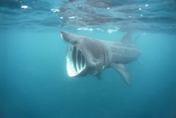 The basking shark is a filter feeder.