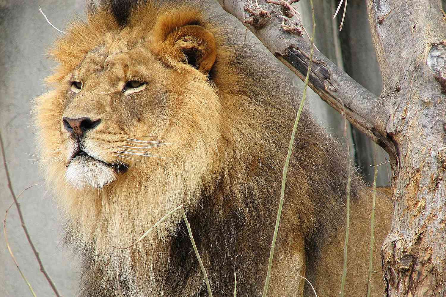 Close up of a lion next to tree