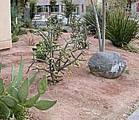 xeriscaping