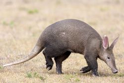 aardvark (orycteropus afer) in Kenya, Masai Mara Game Reserve