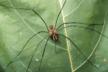 Harvestman or daddy longlegs.