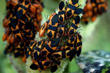 Large milkweed bugs.