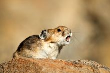 American pika - Ochotona princeps