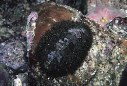 MOSSY CHITON. MOPALIA MUSCOSA. MONTEREY MOSSY CHITON. MOPALIA MUSCOSA. MONTEREY