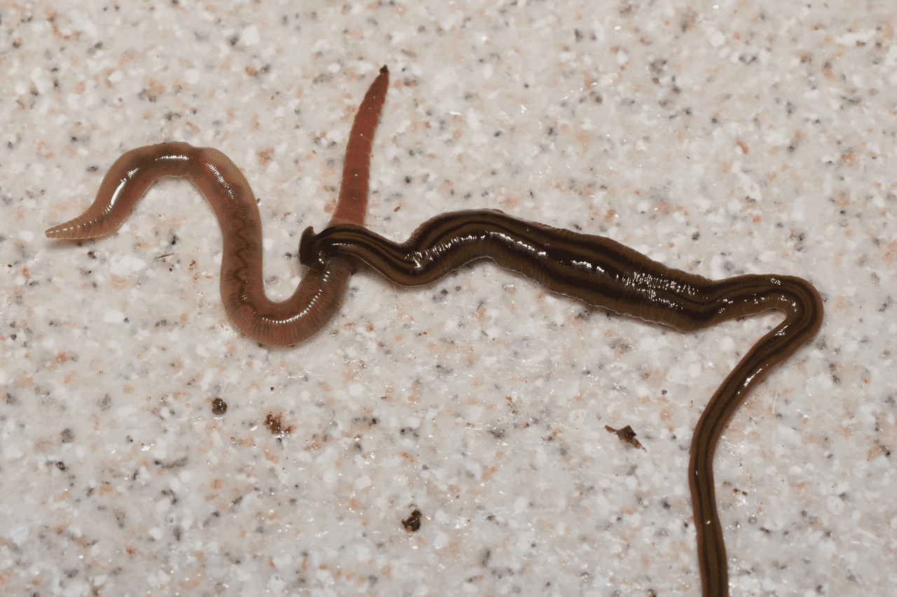 Bipalium kewense capturing an earthworm. Researchers believe the planarian secretes a toxin to immobilize its prey.