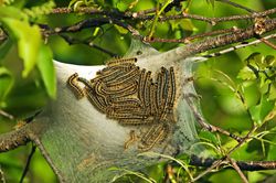 Eastern tent caterpillars on a black cherry tree.