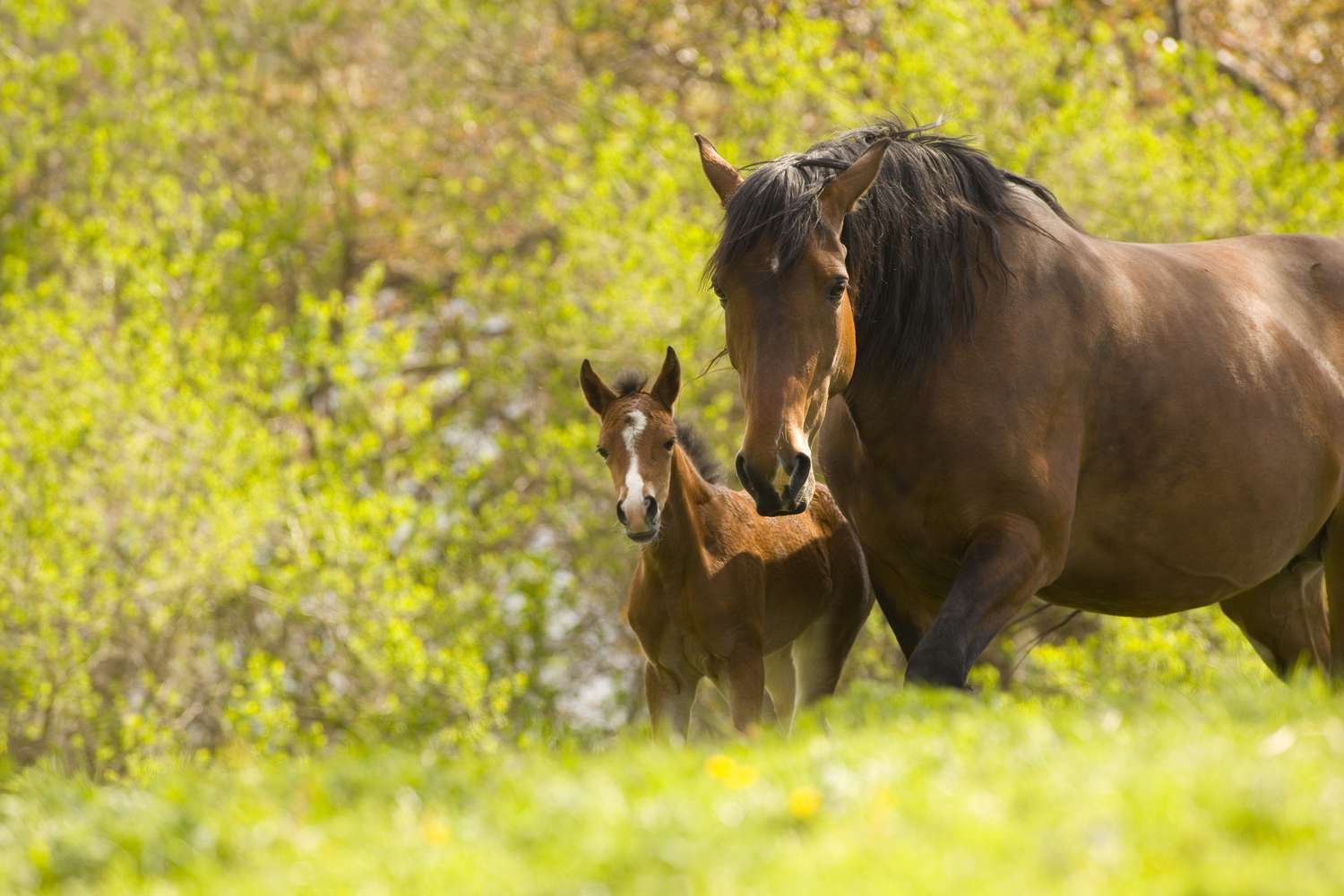 Mare and foal.