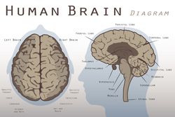 Human Brain Diagram