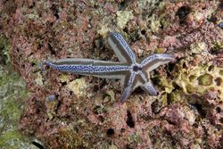 Sea Star Regenerating four arms, Galapagos / Jonathan Bird /Getty Images