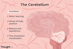 Diagram of the cerebellum. Functions: fine movement coordination, balance and equilibrium, motor learning, sense of body position