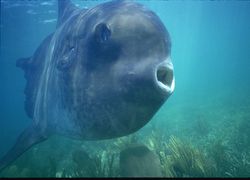 Close up of Mola Mola, a Ocean Sunfish