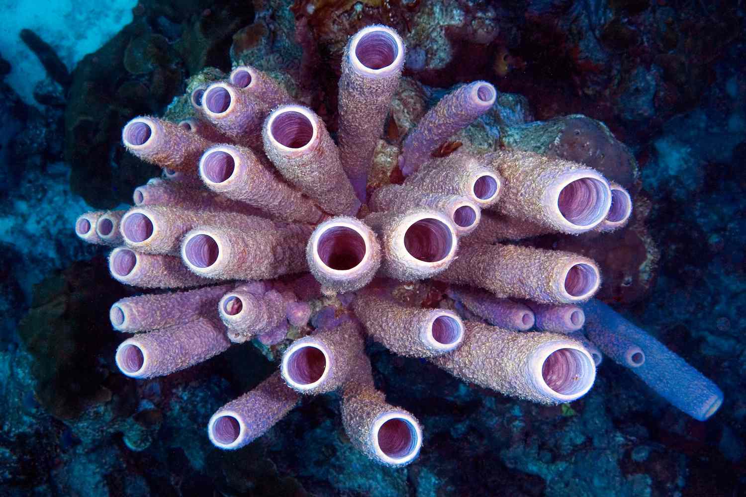 Close up of Stove-Pipe Sponge.