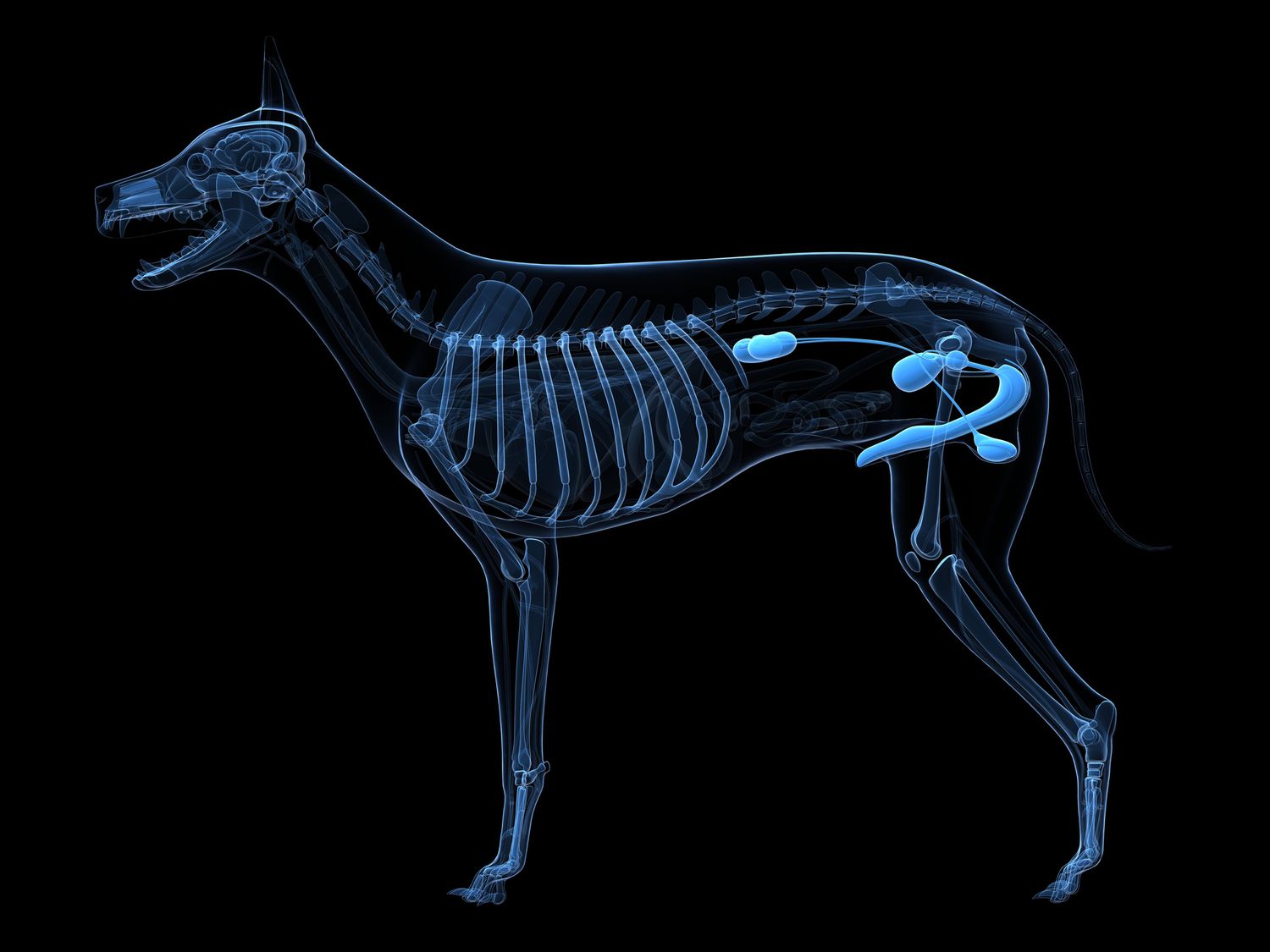 Dog urinary system