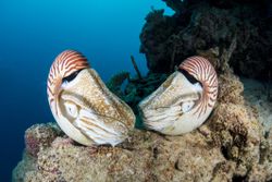 chambered nautilus, Nautilus pompilius, Palau