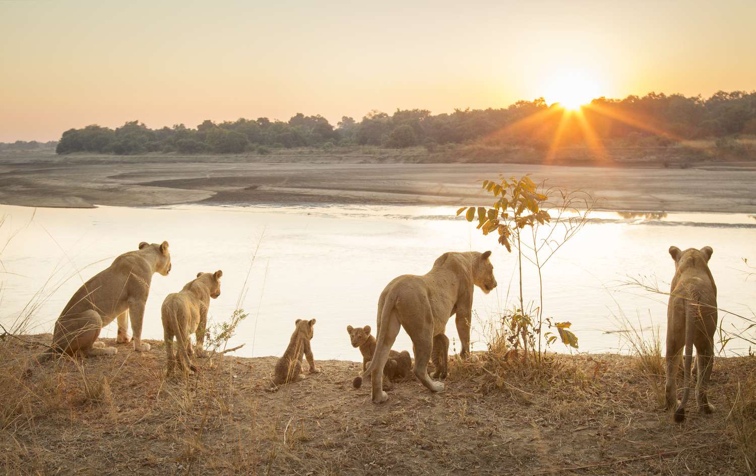 Lionesses with cubs by river at sunset in South Luangwa National Park, Zambia