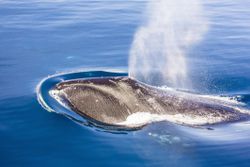 Adult bowhead whale (Balaena mysticetus) using blowhole