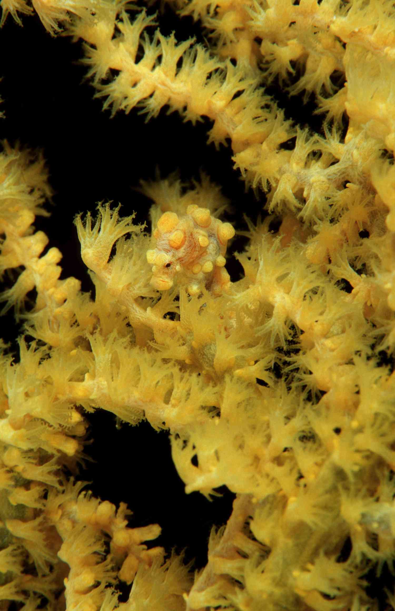 Pygmy Seahorse Camouflaged on Sea Fan