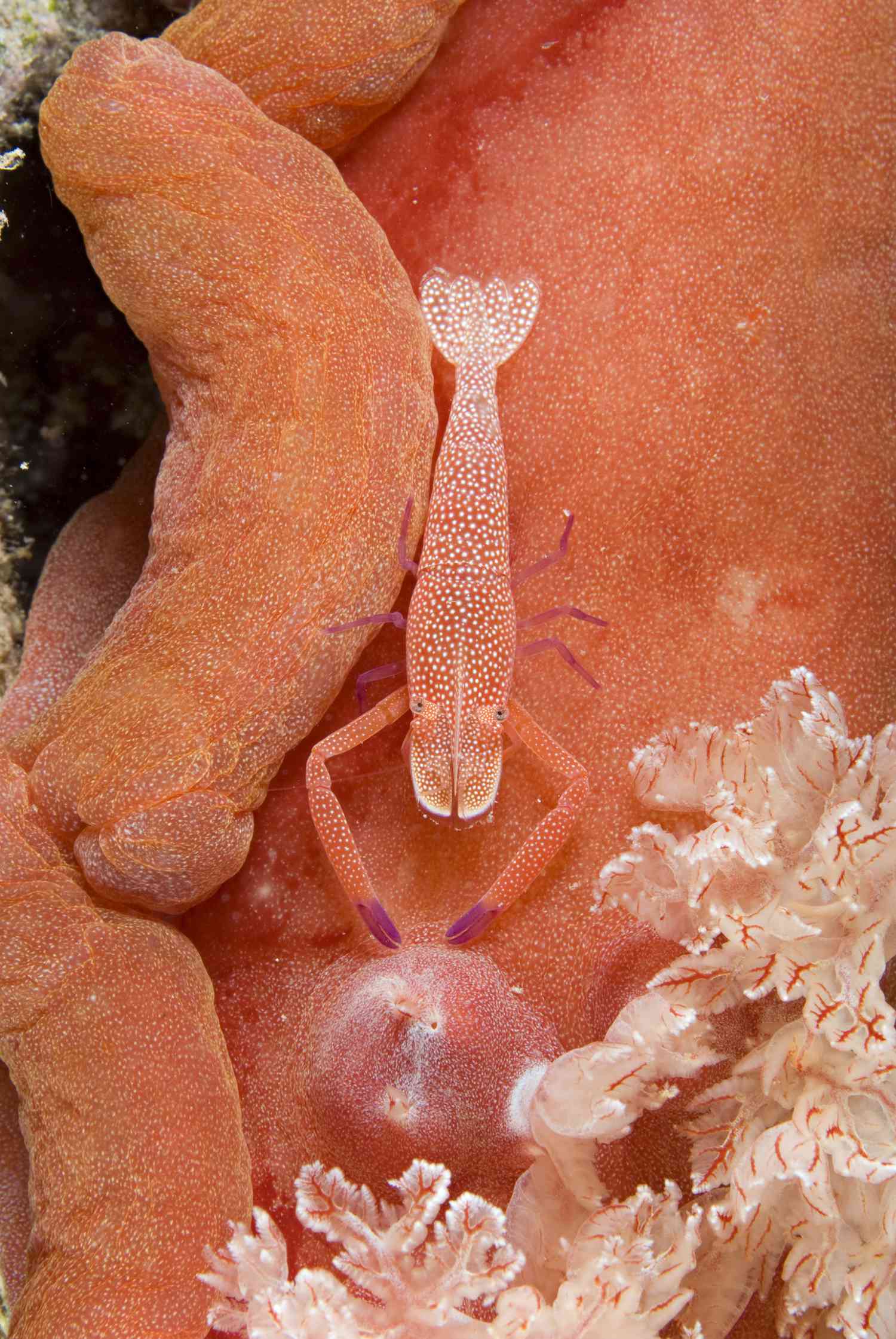 Imperial shrimp (Periclimenes imperator) on Spanish dancer nudibranch (Hexabranchus sanguineus), Indonesia