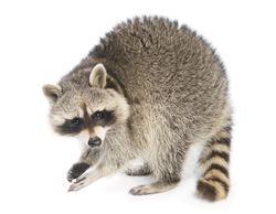 The raccoon has a masked face and a banded tail.