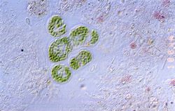 Cyanobacteria