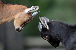Pair of juvenile African Pygmy goats