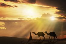Arab Man With Camels at Sunset