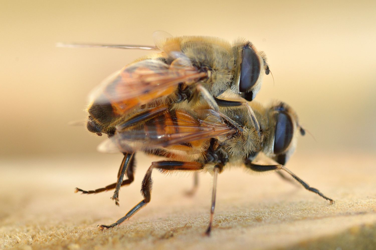 Bees mating