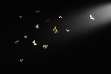 Moths flying in beam of light, black background