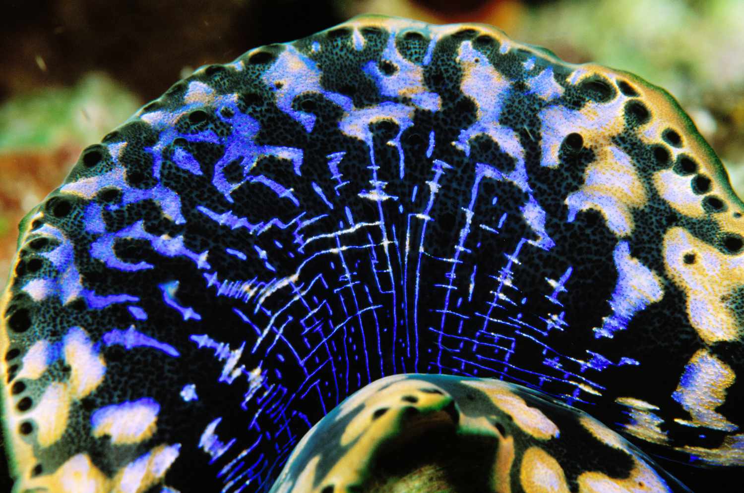 mantle of a giant clam