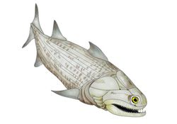 andreolepis