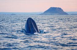 Blue Whale feeding near shore, New Zealand