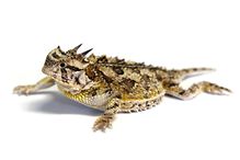 Texas horned lizard