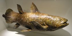coelacanth fossil at Houston Museum of Natural Science in Houston, Texas