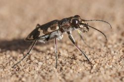 Tiger beetle